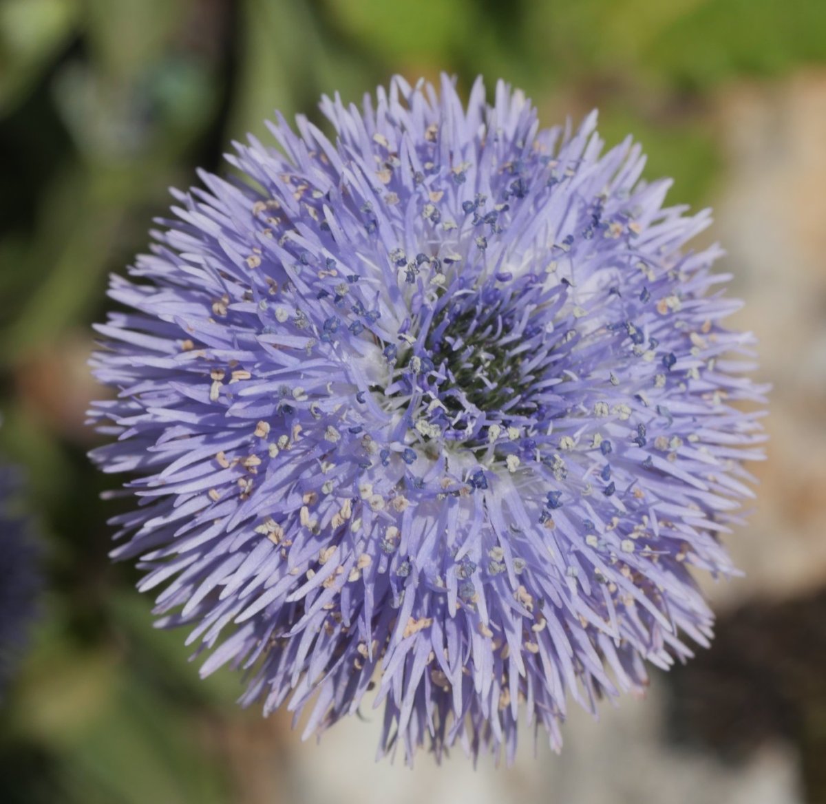 Globularia vulgaris, Etxauri mendian