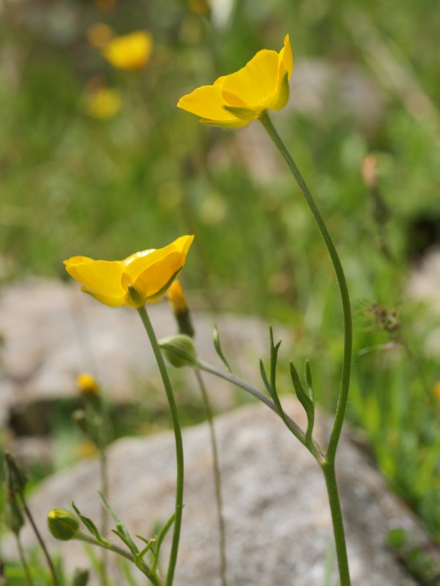 Ranunculus paludosus Etxauri mendian