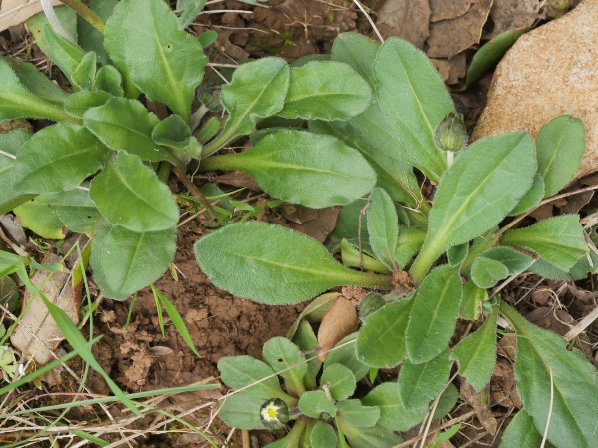 Bellis sylvestris Etxauri mendian