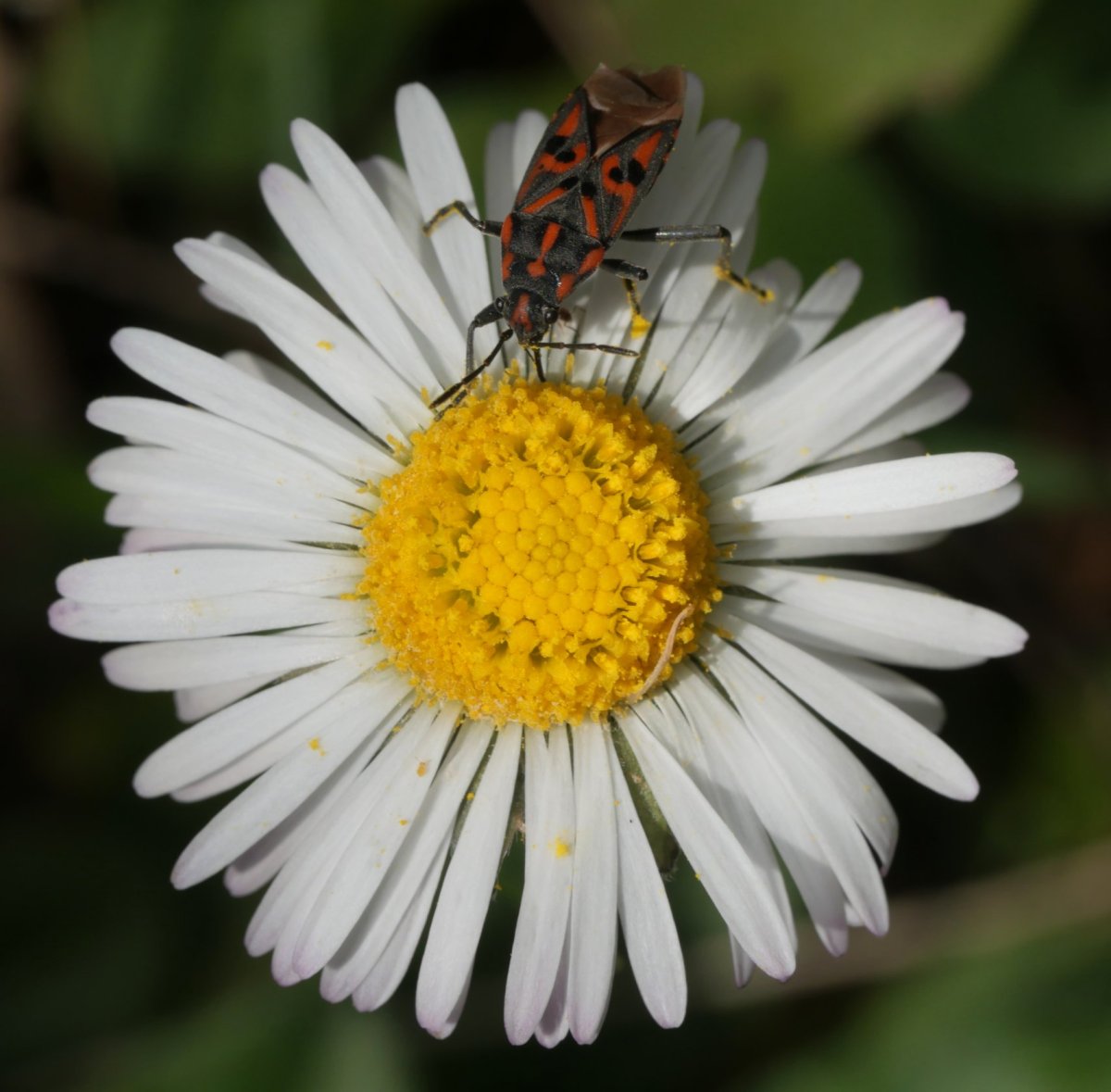 Bellis sylvestris Etxauri mendian