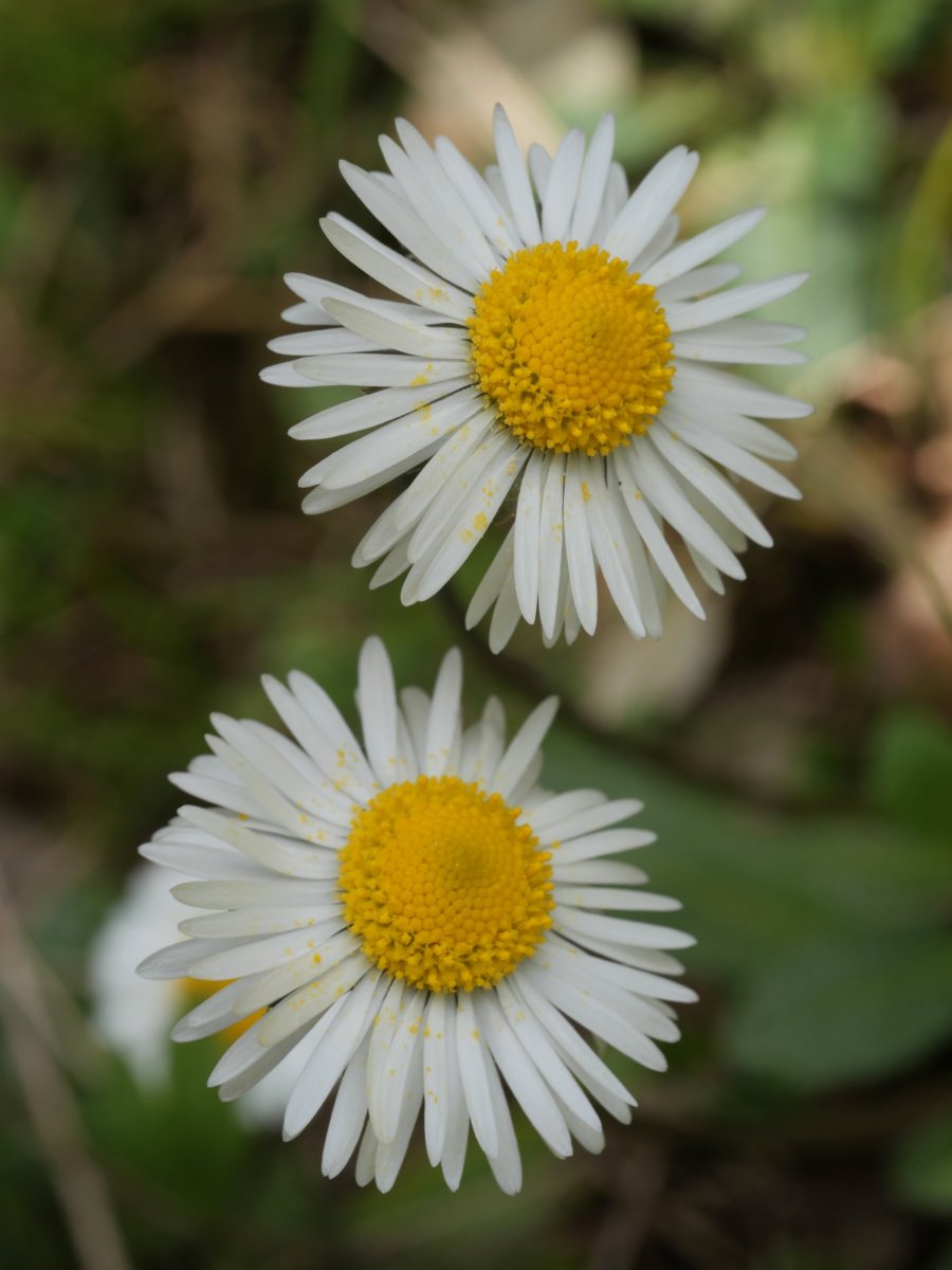 Bellis sylvestris Etxauri mendian