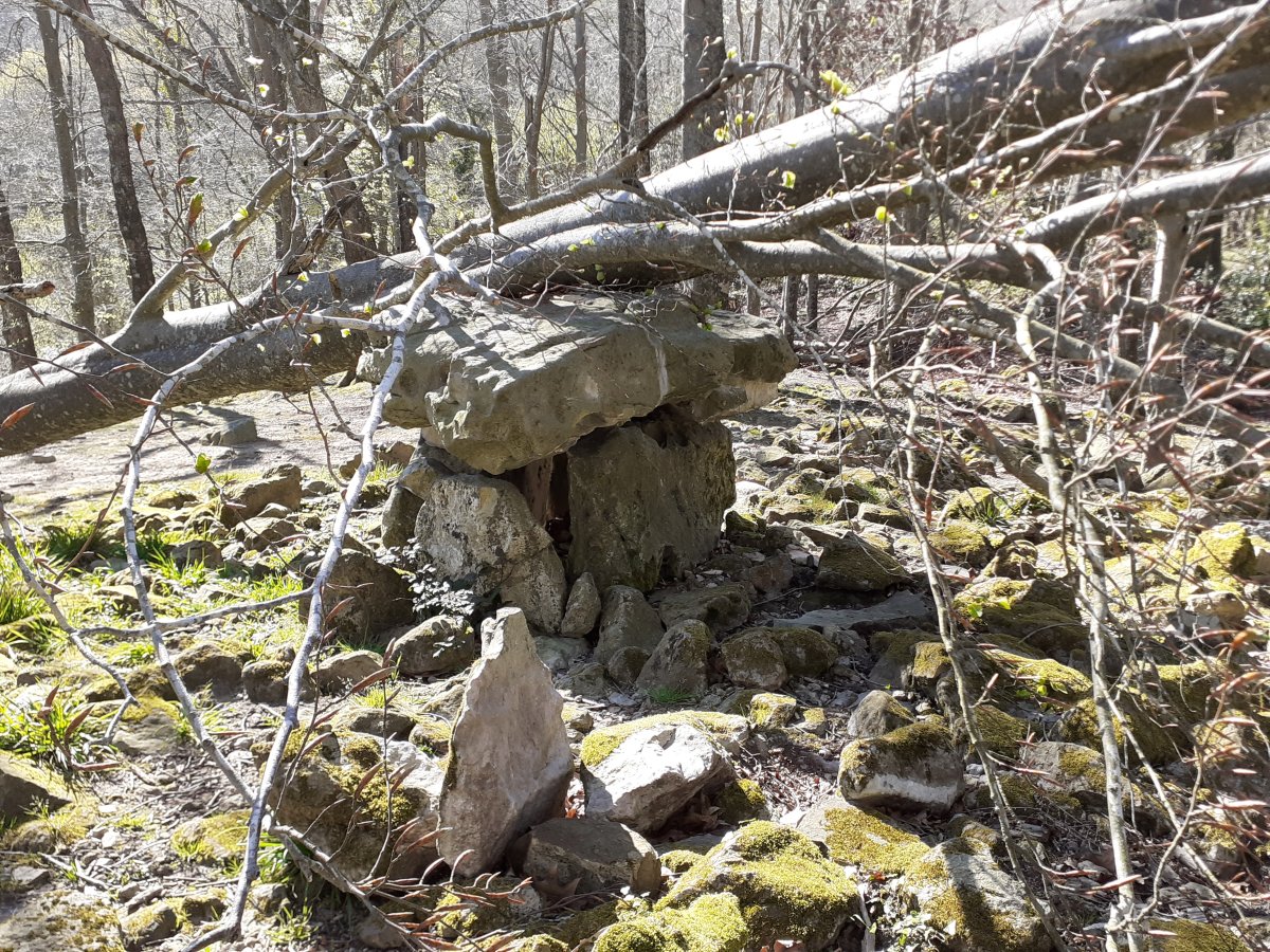 Otro árbol caido al Dólmen (abril 2025)