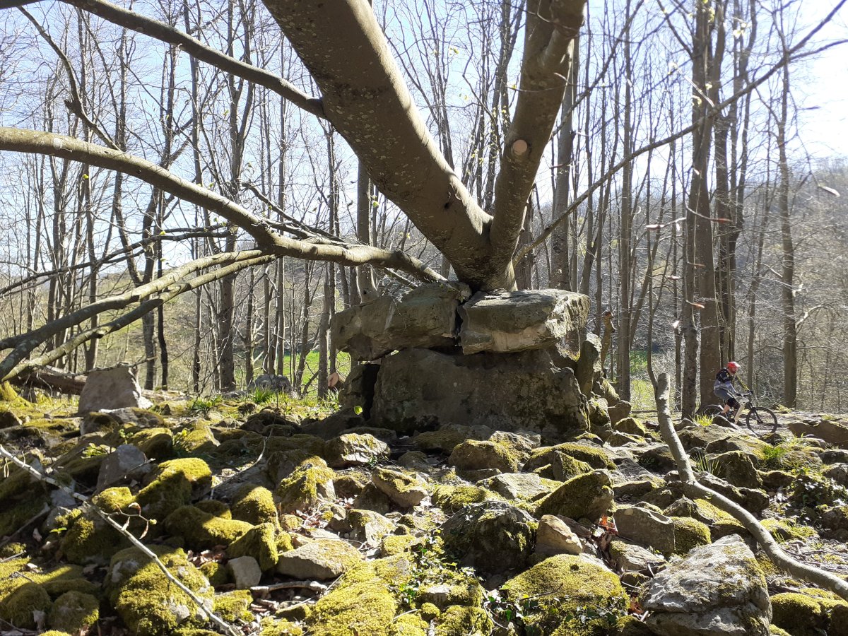 Otro árbol caido al Dólmen (abril 2025)