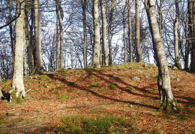 Ibirigain trikuharria