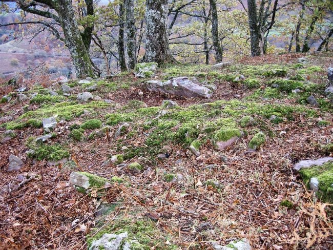 Olarko Harri trikuharria