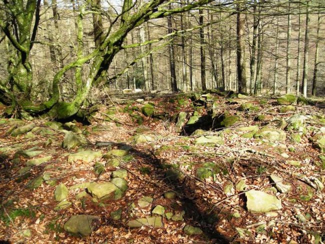 Loiketa  3  trikuharria