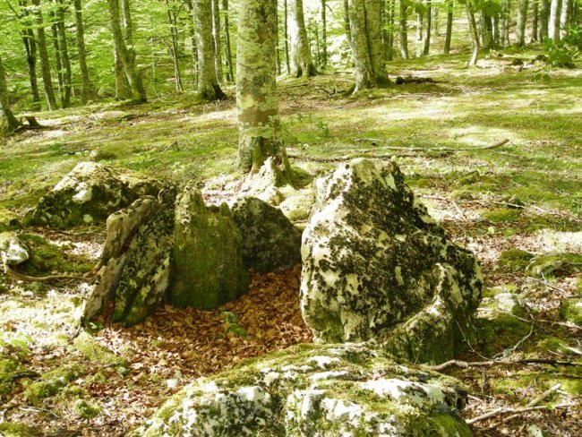 Mozkordi trikuharria