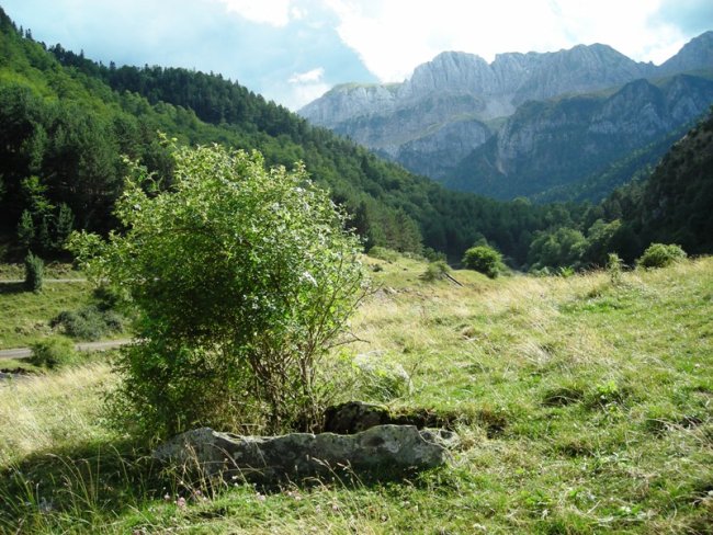 Puente de los Troncos oeste trikuharria
