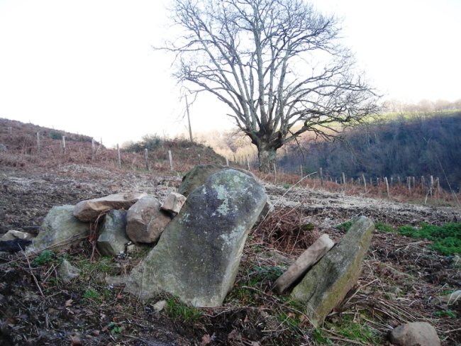 Arrixabale   trikuharria