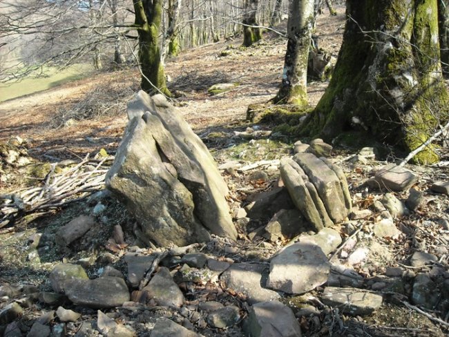 Suntonea trikuharria