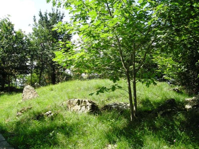 Arreginea harrespila