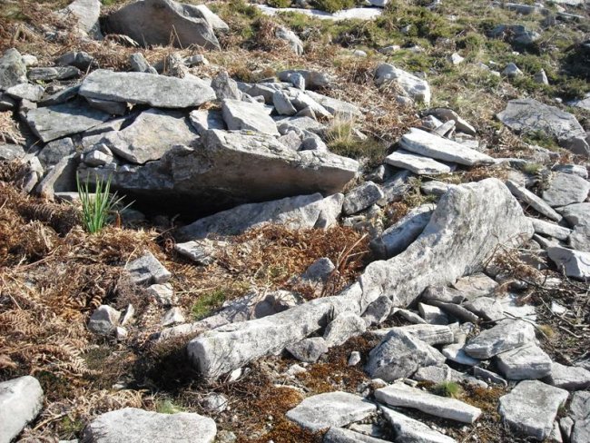 Latargi  7  trikuharria