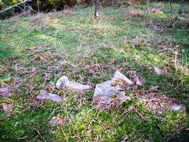 Lizarnabarra tumulua