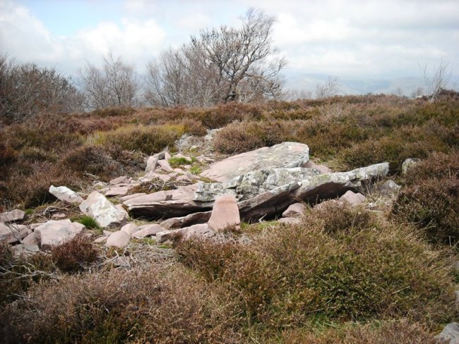 Ansabe   trikuharria