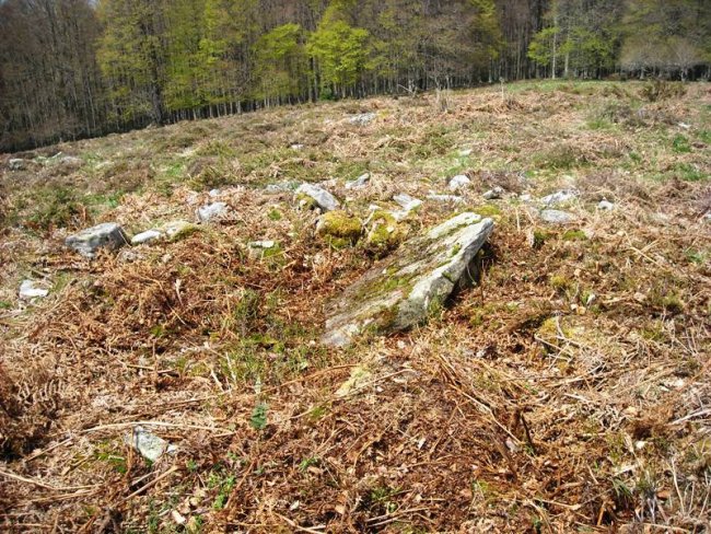 Xurize 2 trikuharria