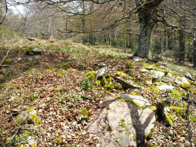 Xurize 3 trikuharria