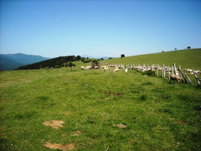 Mugarri  trikuharria