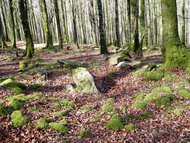 Loiketa 6 trikuharria