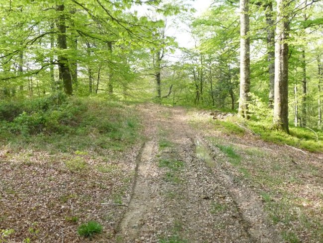 Urdantxarreta trikuharriaren hondakinak