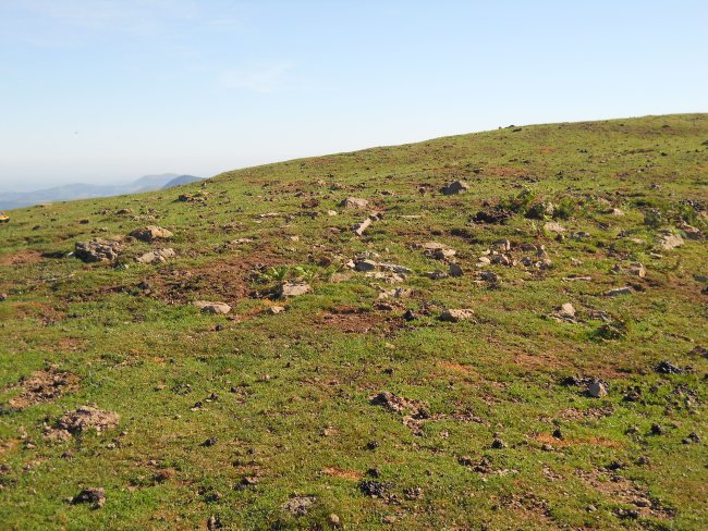 Mataria harrespila 1