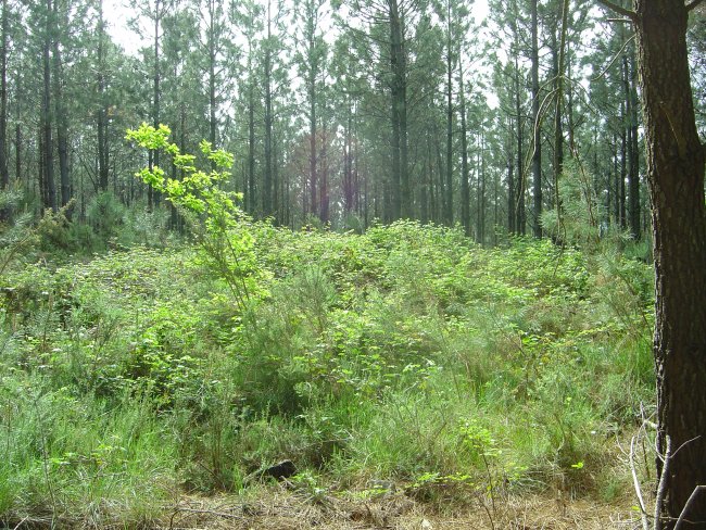 Túmulo Urkidi  Abril 2011