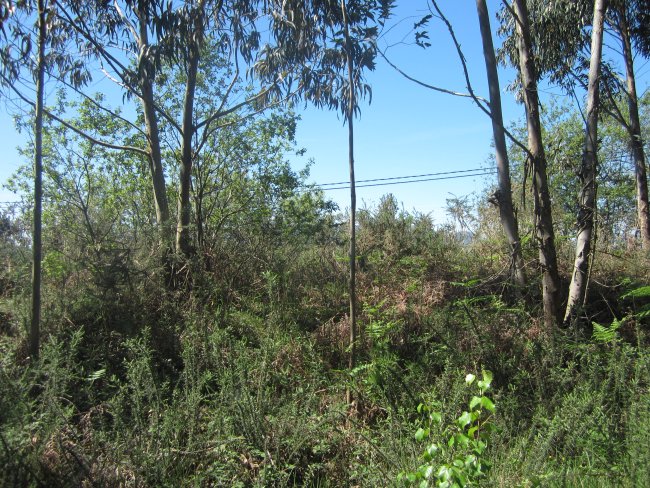 Túmulo Axpuru 2   (Abril 2014)