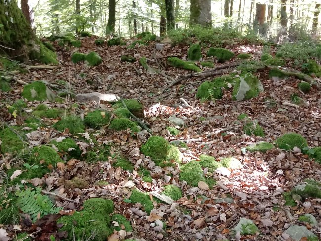 Ollargan trikuharria (2017)