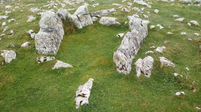 Kalparmuño trikuharria (2018)