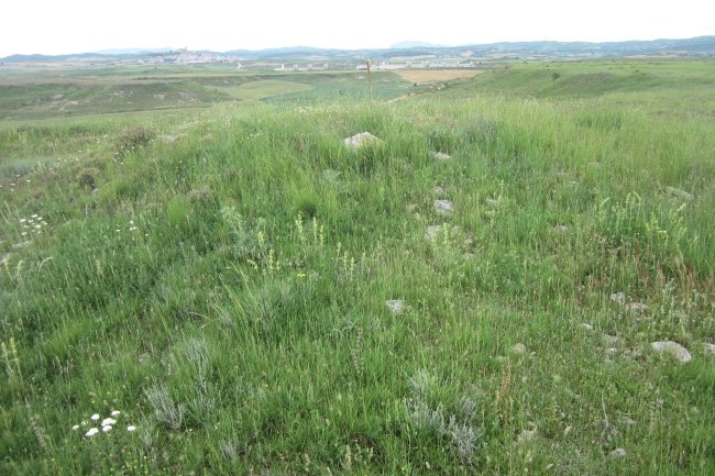 Túmulo Genzelaia 4  (Junio 2018)