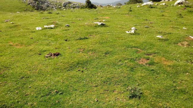 Uelogoena II harrespila (2018)