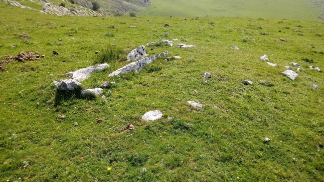 Uelogoena II H. trikuharria (2018)