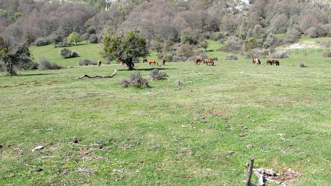 Zalbide 1 sur eraztun-tumulua, Urbasa