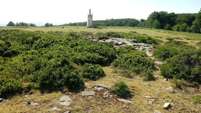 Errazu E. III trikuharria 2