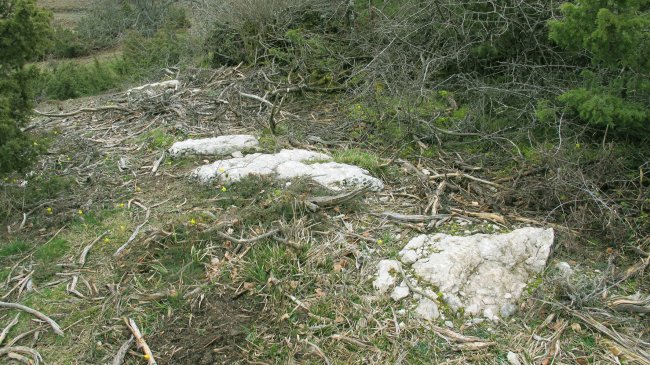 Itaida III trikuharria, Entzia