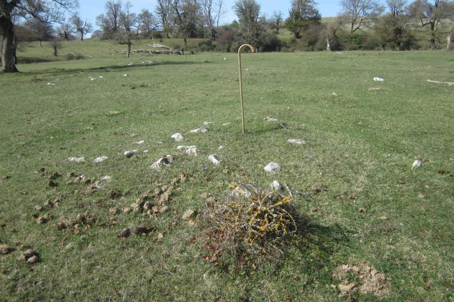 Túmulo II Campo T. Legaire Norte  (Octubre 2020)