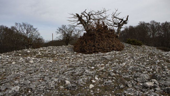 Las Tres Mugas eraztuna